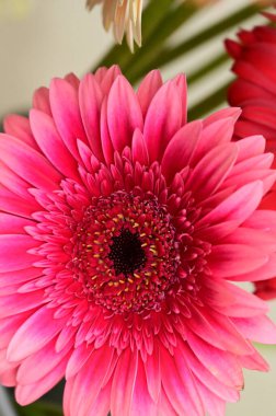 Güzel, parlak çiçeğe yakın