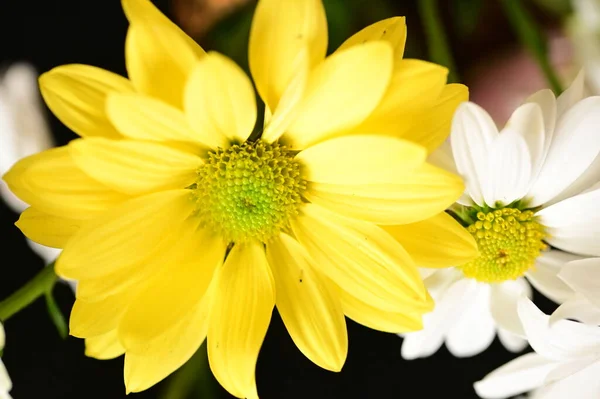 Nahaufnahme Der Schönen Hellen Blume — Stockfoto