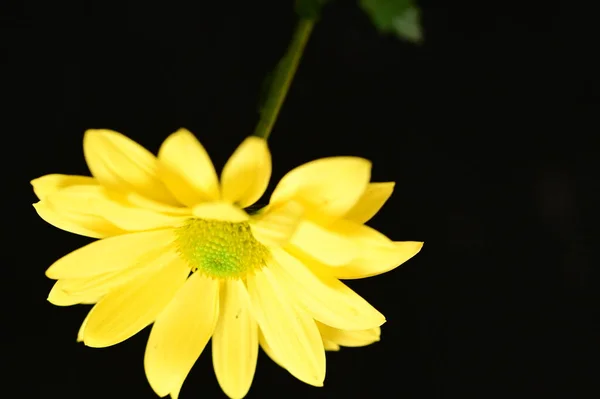 Красивый Желтый Цветок Вид Вблизи Темный Фон — стоковое фото
