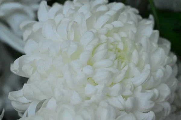Белый Цветок Хризантемы Вид Поближе — стоковое фото