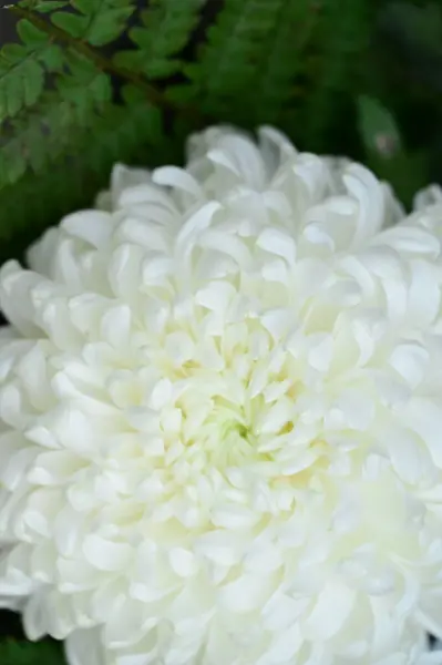 Fleur Chrysanthème Blanc Vue Rapprochée — Photo