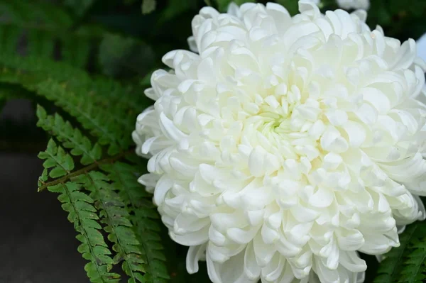 Flor Crisântemo Branco Vista Perto — Fotografia de Stock