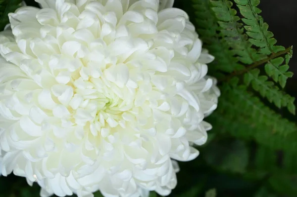 Fleur Chrysanthème Blanc Vue Rapprochée — Photo
