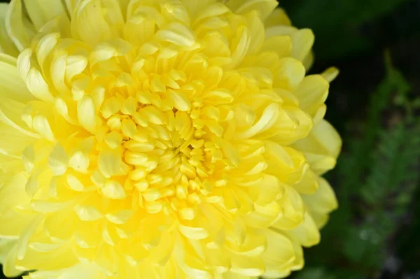 黄色い菊の花を間近で見る — ストック写真