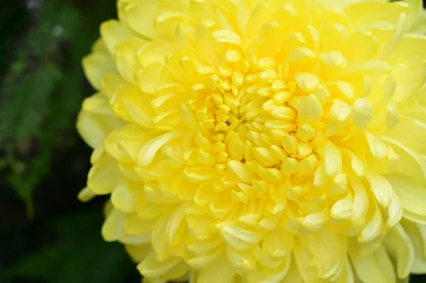 Fleur Chrysanthème Jaune Vue Rapprochée — Photo