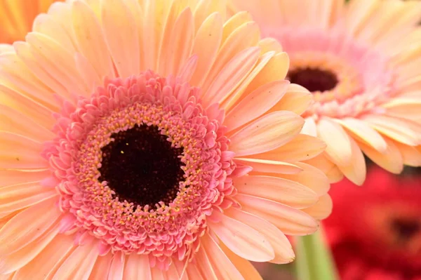 stock image close up of beautiful  bright autumn flowers