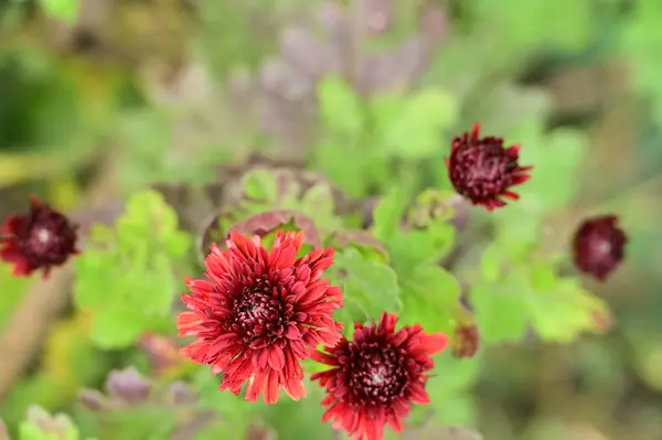 Piros Virágok Kertben Közelről — Stock Fotó