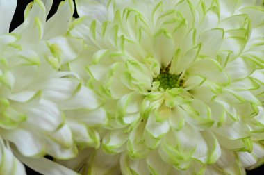 siyah zemin üzerine beyaz krizantem