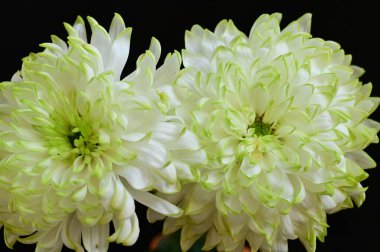 siyah zemin üzerine beyaz krizantem