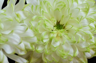 siyah zemin üzerine beyaz krizantem