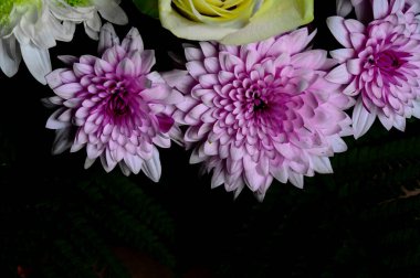 Güzel, parlak sonbahar çiçeklerini kapatın.