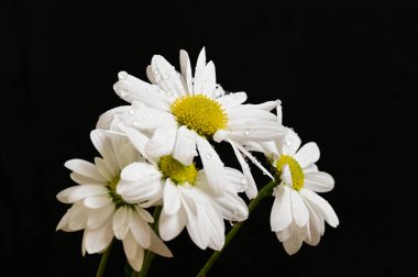 Güzel beyaz papatya çiçekleri koyu arkaplanda izole.