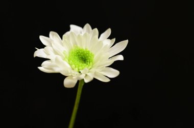 Güzel beyaz çiçek, yakın görüş, koyu arkaplan