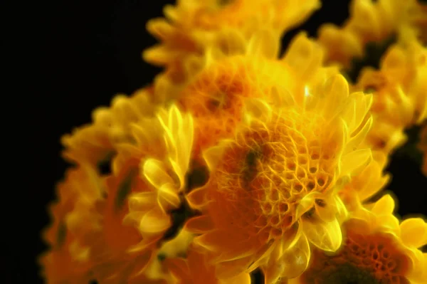 stock image yellow chrysanthemums on black background