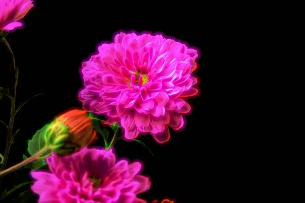 Крупним Планом Красиві Яскраві Осінні Квіти — стокове фото