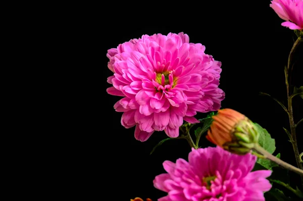 Közeli Gyönyörű Fényes Őszi Virágok — Stock Fotó