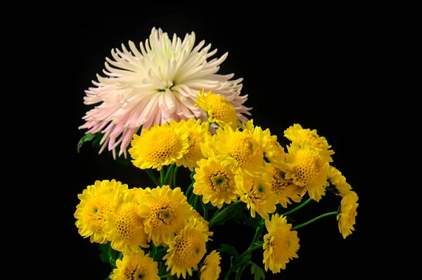 Primer Plano Hermosas Flores Otoño Brillantes — Foto de Stock