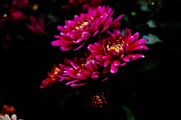 Flores Cor Rosa Jardim Vista Perto — Fotografia de Stock