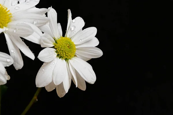 Beautiful White Chamomiles Flowers Isolated Dark Background — Stock Photo, Image