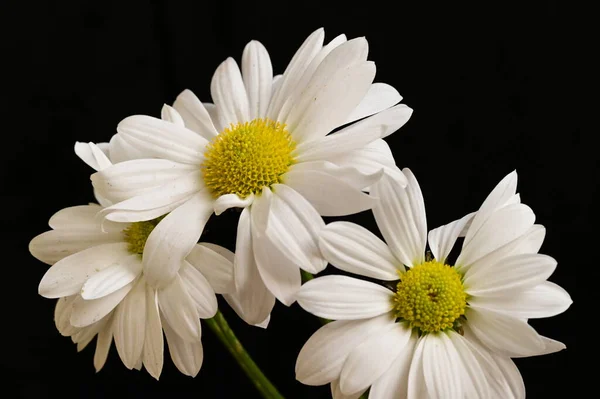 Belles Fleurs Camomilles Blanches Isolées Sur Fond Sombre — Photo