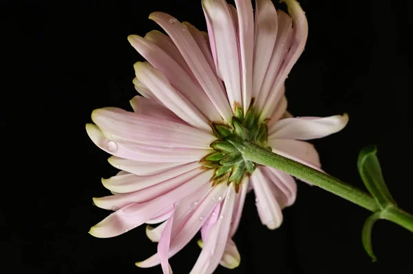 Pink Chrysanthemums Black Background — Stock Photo, Image