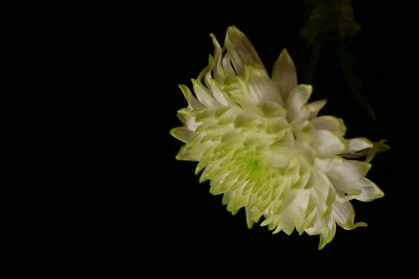 Красива Біла Квітка Крупним Планом Темний Фон — стокове фото