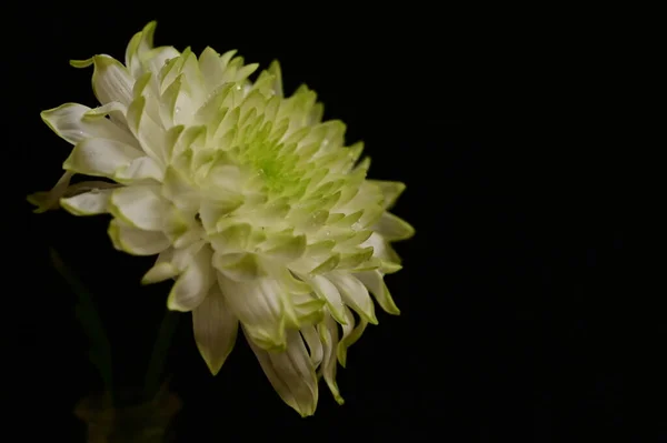Belle Fleur Blanche Vue Rapprochée Fond Sombre — Photo