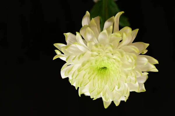 美しい白い花を間近で見ることができ暗い背景 — ストック写真