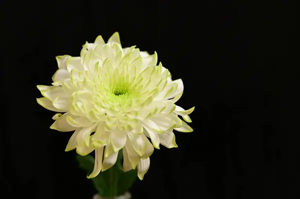 Krásný Bílý Květ Zblízka Pohled Tmavé Pozadí — Stock fotografie