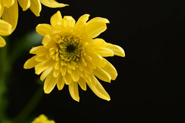 Жёлтые Хризантемы Чёрном Фоне — стоковое фото