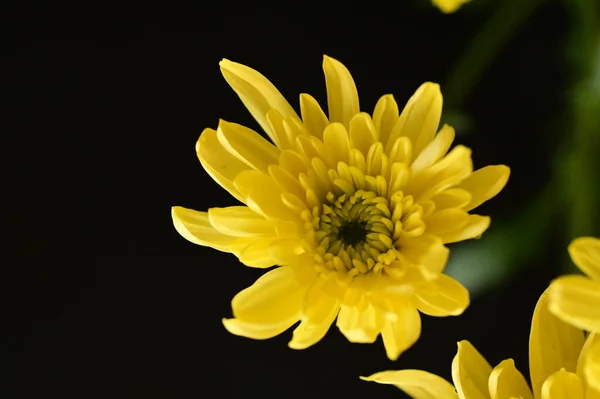 Жёлтые Хризантемы Чёрном Фоне — стоковое фото