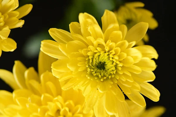 Crisantemos Amarillos Sobre Fondo Negro — Foto de Stock