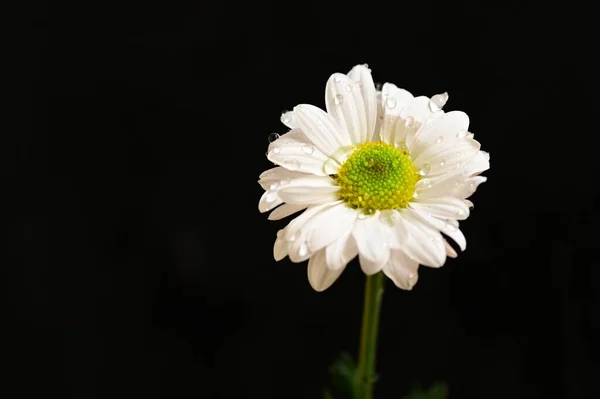 美丽的白色花朵 深色背景 — 图库照片