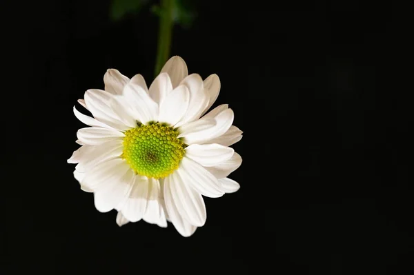 Beautiful White Flower Close View Dark Background — Stock Photo, Image