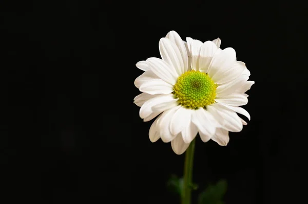 美丽的白色花朵 深色背景 — 图库照片