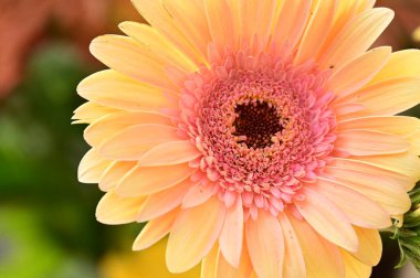 Güzel, parlak Gerbera 'ya yaklaş.