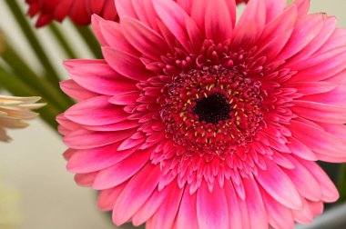 Güzel, parlak Gerbera 'ya yaklaş.