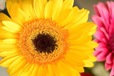 Güzel, parlak Gerbera 'ya yaklaş.