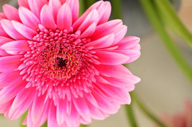 Güzel, parlak Gerbera 'ya yaklaş.