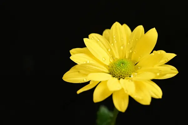 美しい黄色の花を間近で見ることができ暗い背景 — ストック写真