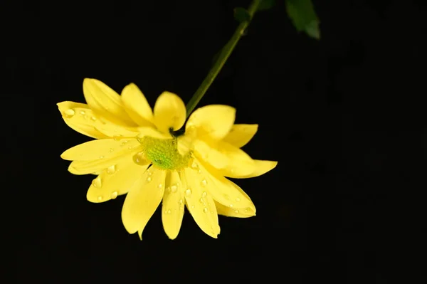 Hermosa Flor Amarilla Vista Cercana Fondo Oscuro — Foto de Stock