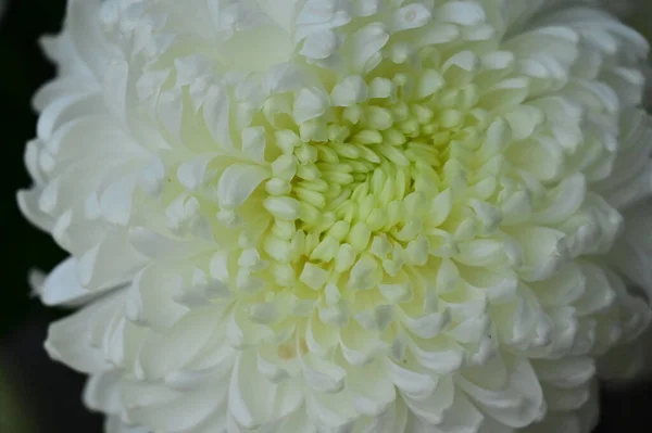 Biały Kwiat Chryzantemy Widok Bliska — Zdjęcie stockowe