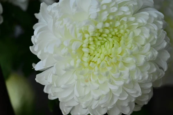 Flor Crisantemo Blanco Vista Cerca —  Fotos de Stock