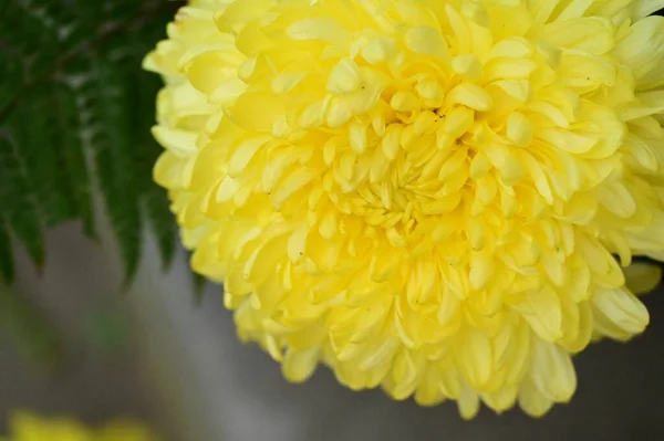 黄色い菊の花を間近で見る — ストック写真