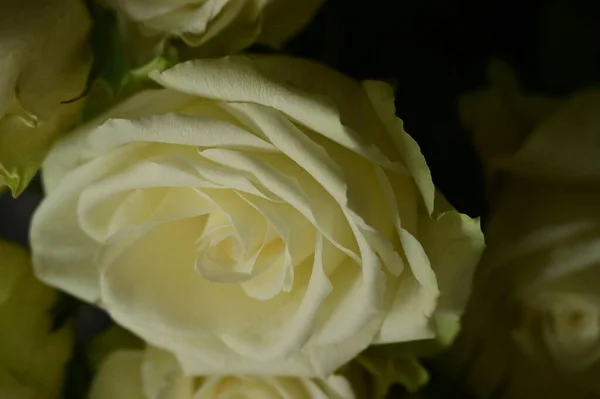 Schöner Strauß Weißer Rosen Nahsicht — Stockfoto