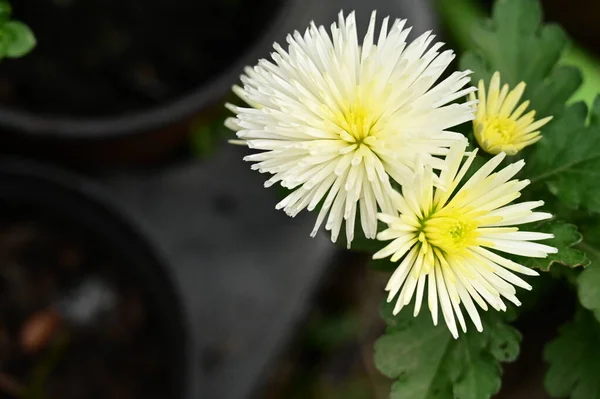 Witte Gele Bloemen Groeien Tuin — Stockfoto