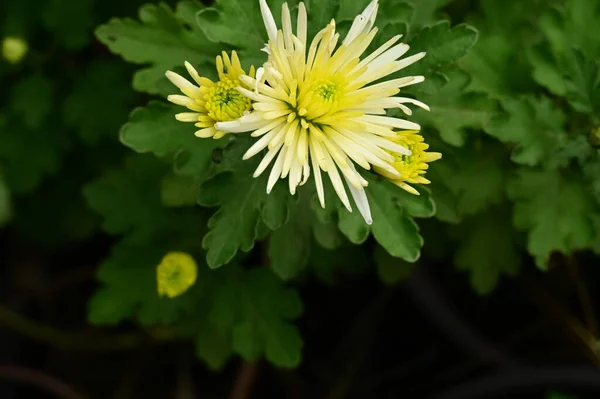 Flores Brancas Amarelas Crescendo Jardim — Fotografia de Stock