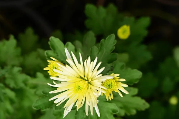Witte Gele Bloemen Groeien Tuin — Stockfoto