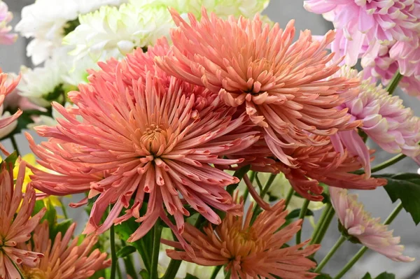 美丽的粉红色菊花花 — 图库照片