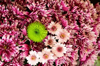 Siyah arkaplanda yeşil, pembe ve beyaz kasımpatılar